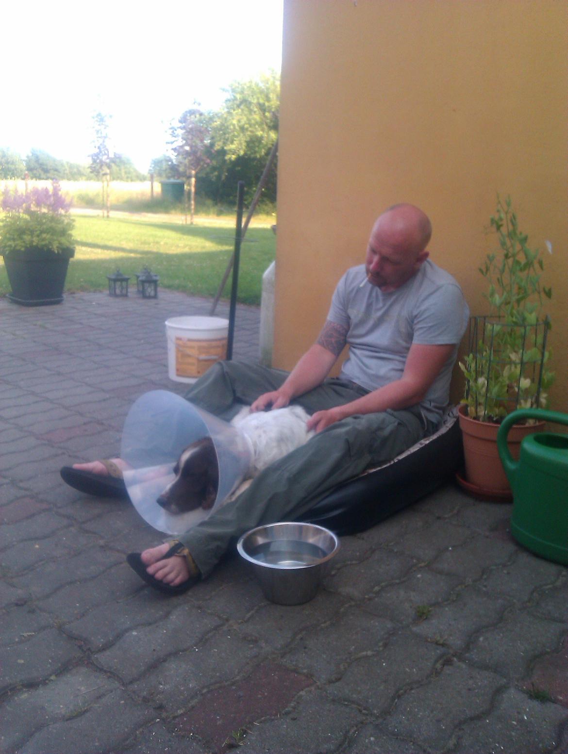 Field Trial spaniel Sejstrups Soffi - en meget træt Soffi efter at have blevet opereret da hun fik noget i øjet billede 5