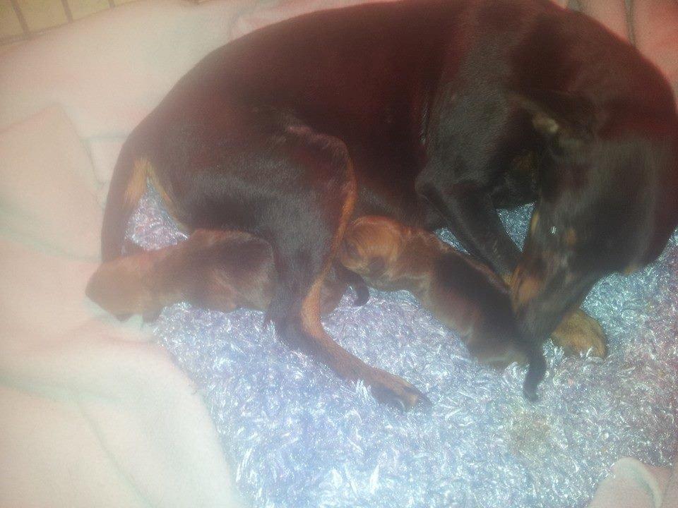 Dvaergpinscher Nikoline * R.I.P * - 9-10-13 Nikoline fik hvalpe i dag 2 røde han hvalpe billede 18