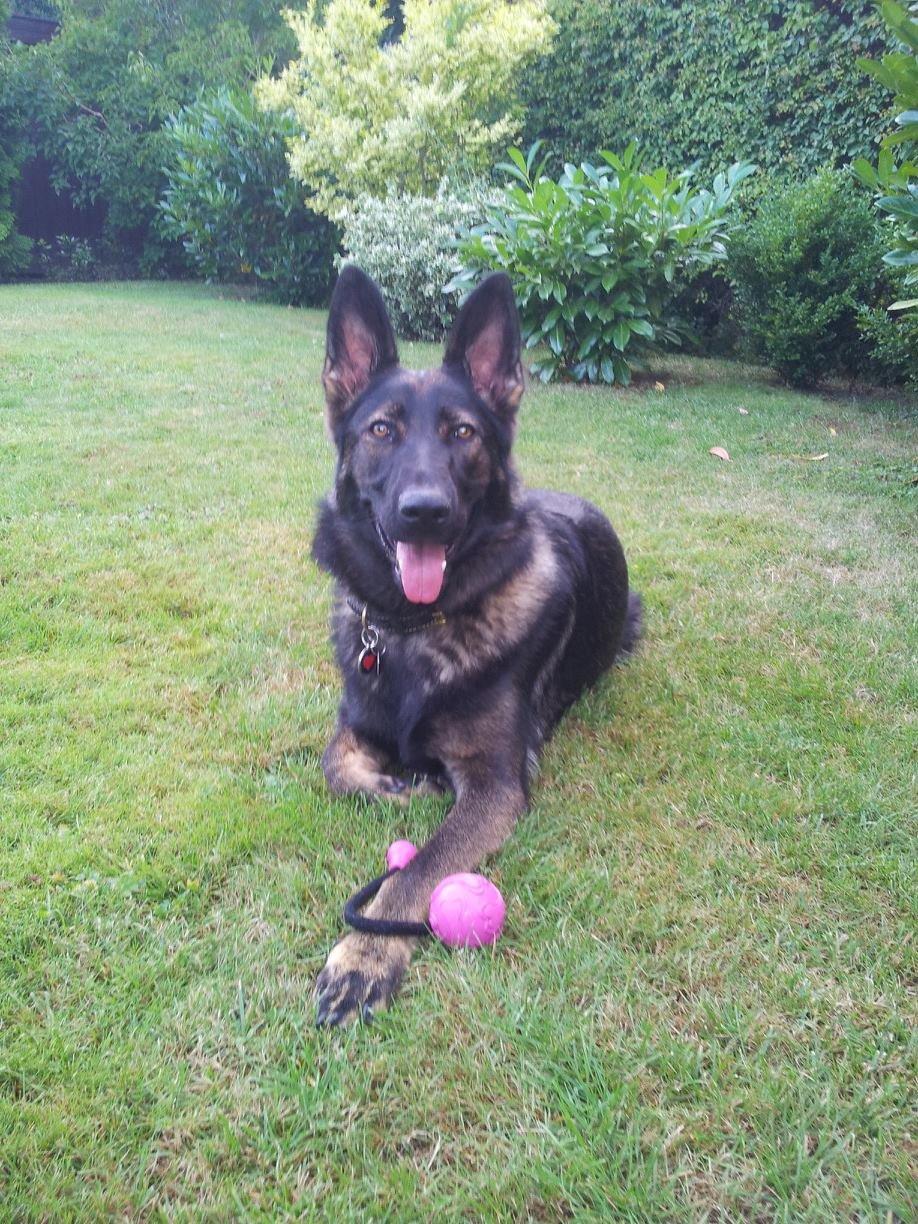 Schæferhund Cutulus Liva billede 23