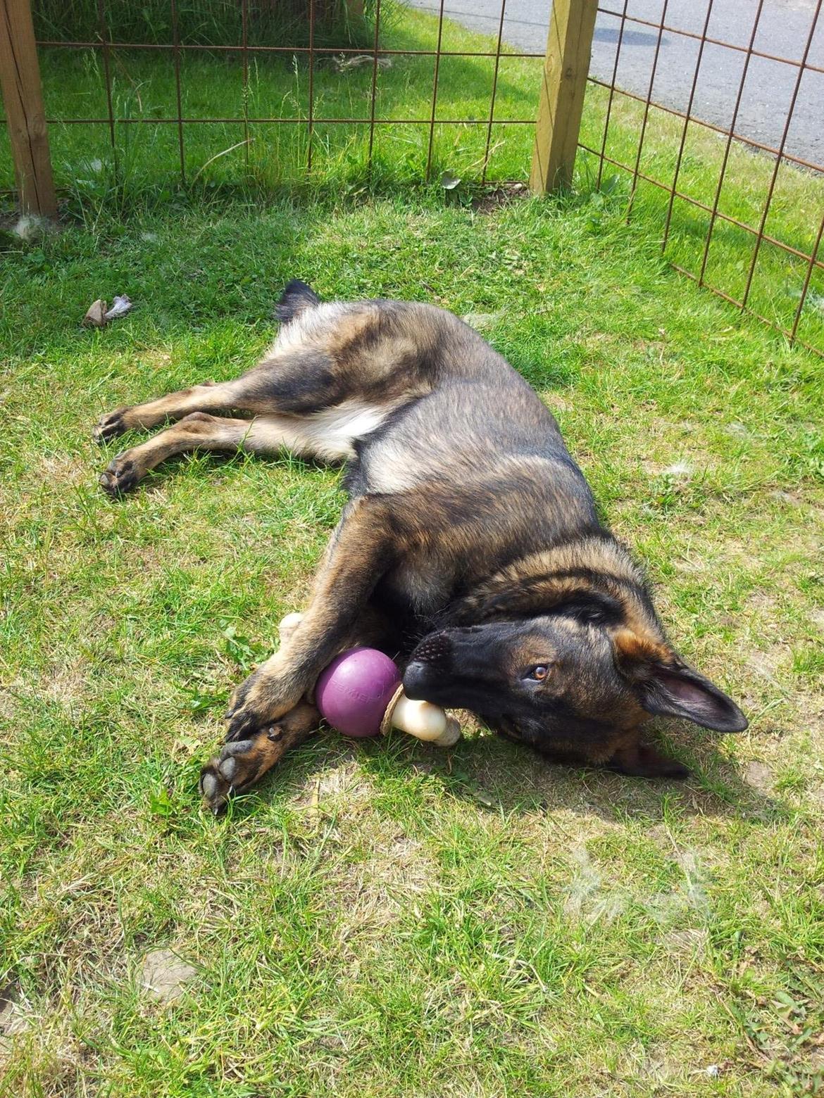 Schæferhund Cutulus Liva billede 24