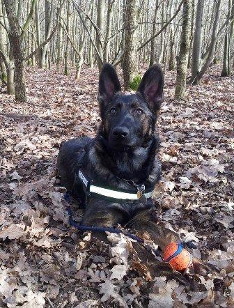 Schæferhund Cutulus Liva billede 25