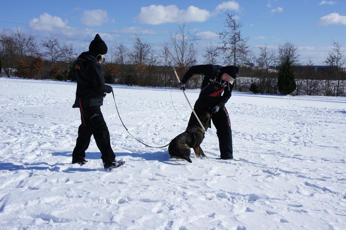 Schæferhund Cutulus Liva billede 26