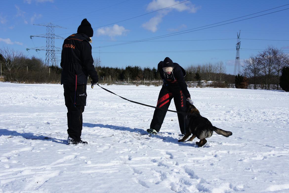 Schæferhund Cutulus Liva billede 27