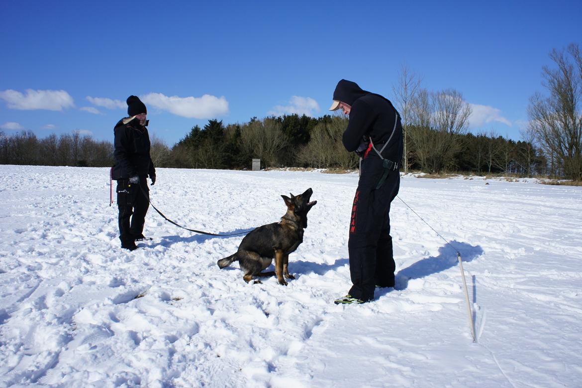 Schæferhund Cutulus Liva billede 28