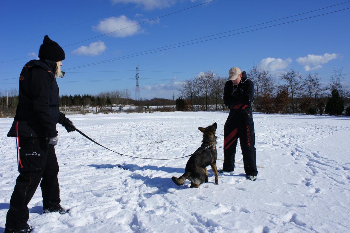 Schæferhund Cutulus Liva billede 29