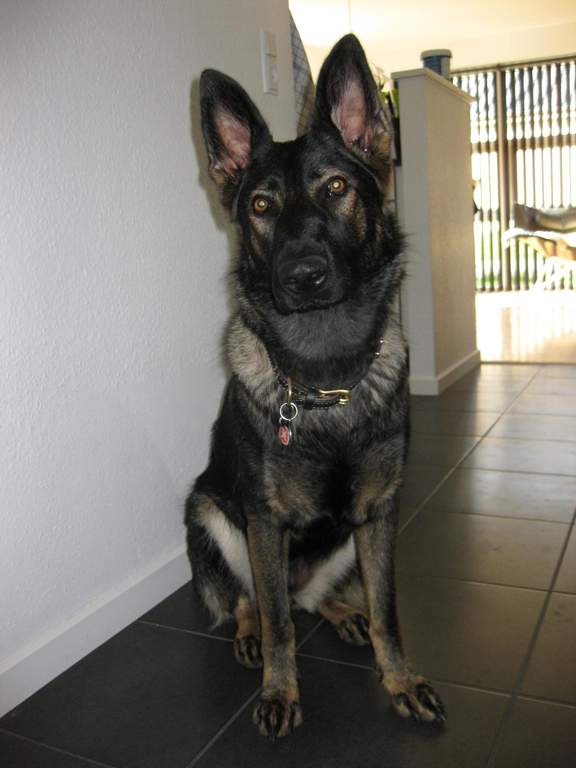 Schæferhund Cutulus Liva billede 30