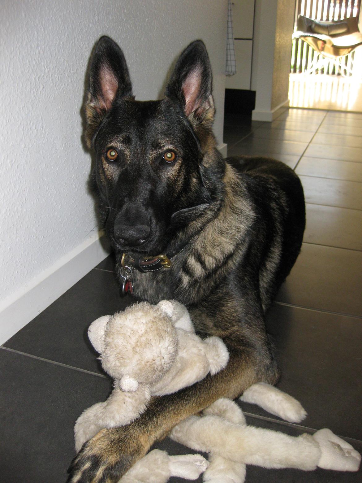 Schæferhund Cutulus Liva billede 31