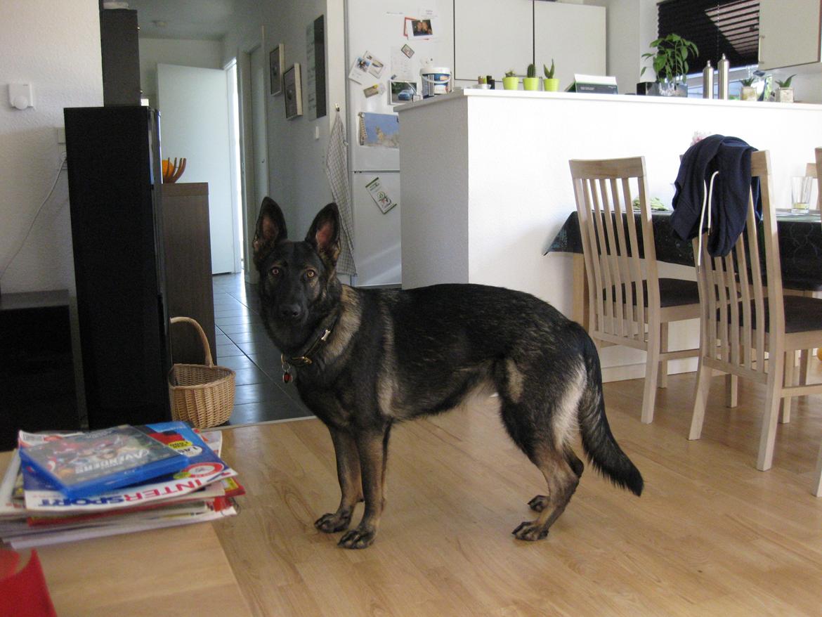 Schæferhund Cutulus Liva billede 32