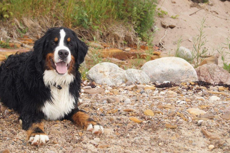 Berner sennenhund Rocky Queen Elsa *Cody* billede 5
