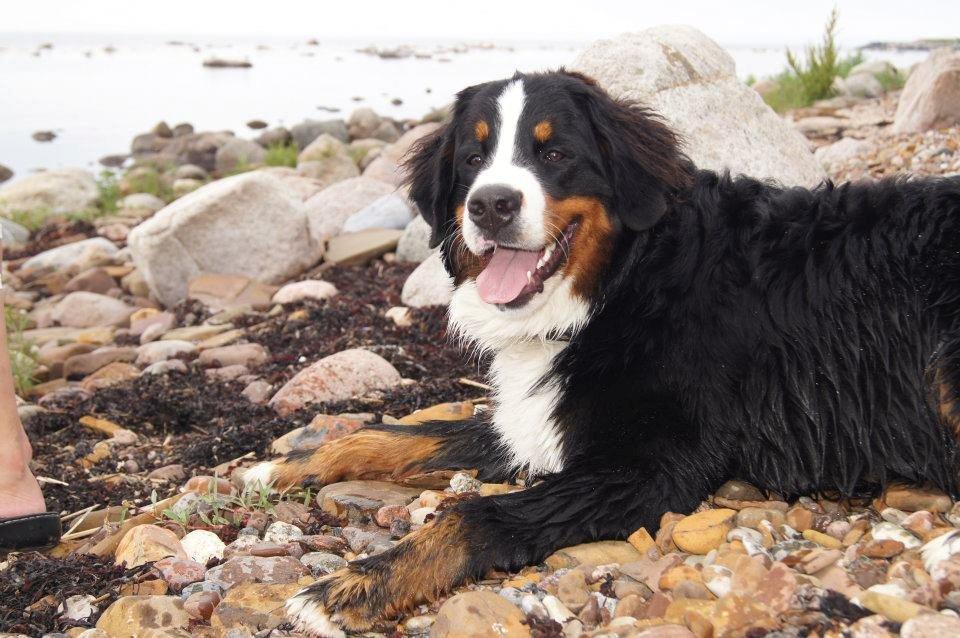 Berner sennenhund Rocky Queen Elsa *Cody* billede 6