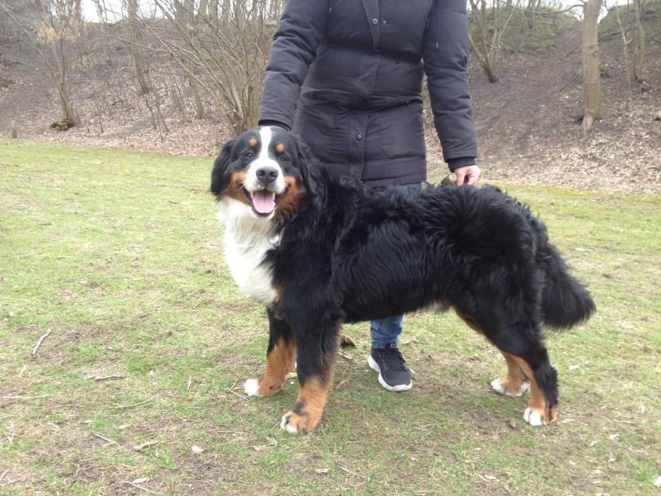 Berner sennenhund Rocky Queen Elsa *Cody* billede 8