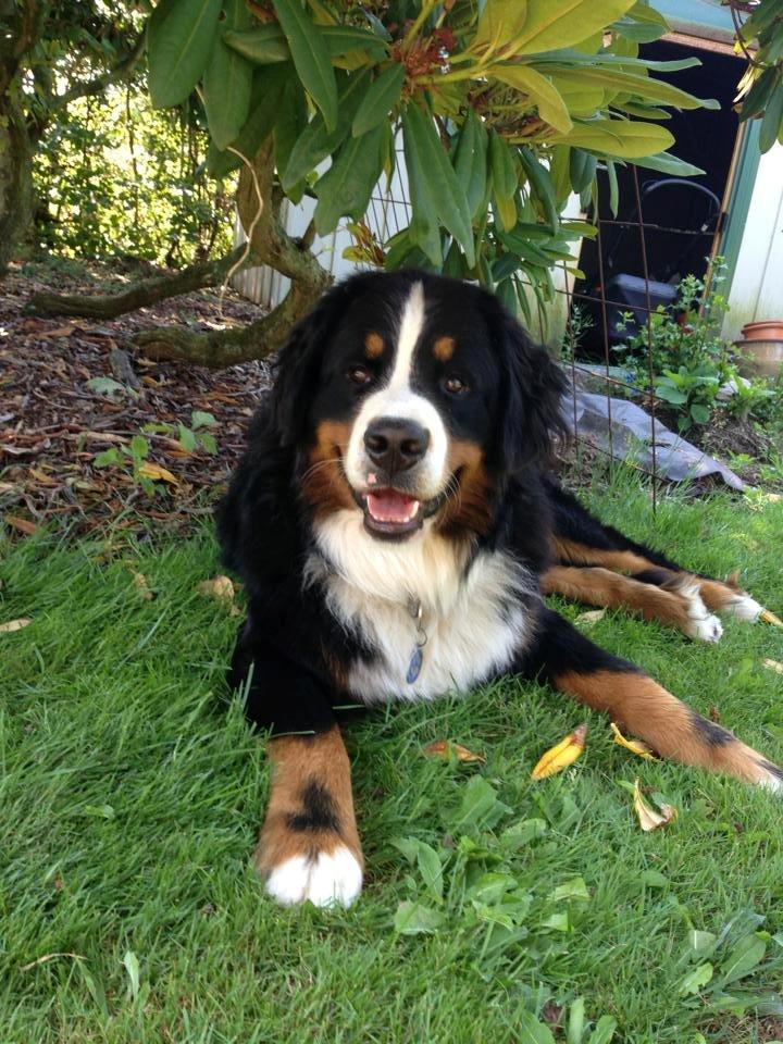 Berner sennenhund Rocky Queen Elsa *Cody* billede 14