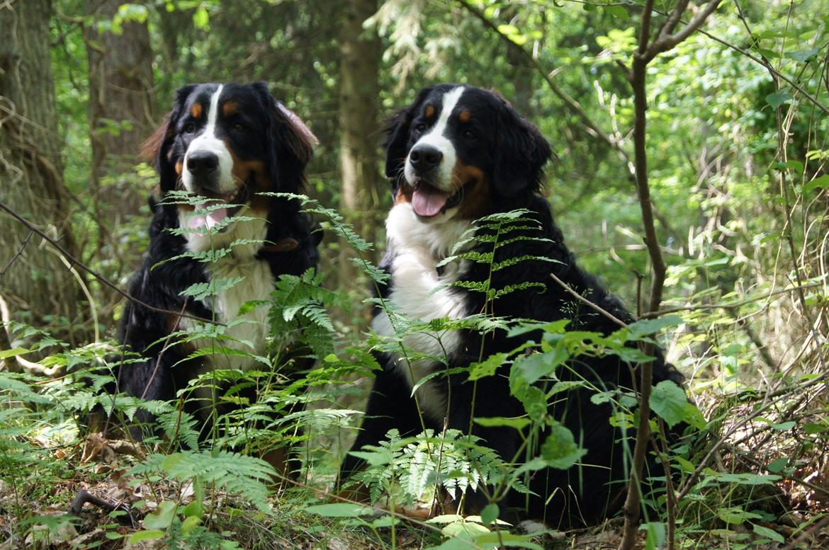 Berner sennenhund Rocky Queen Elsa *Cody* billede 15