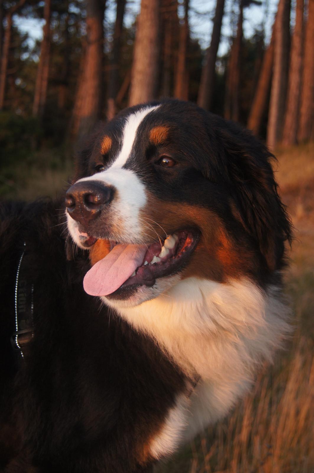 Berner sennenhund Rocky Queen Elsa *Cody* billede 7
