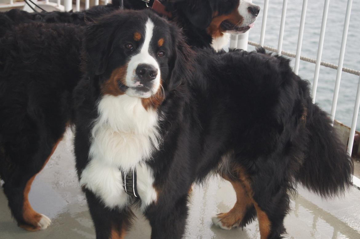 Berner sennenhund Rocky Queen Elsa *Cody* billede 12