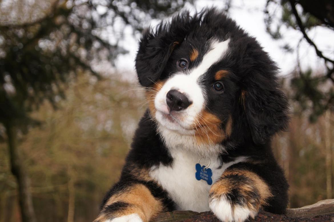 Berner sennenhund Rocky Queen Elsa *Cody* billede 9