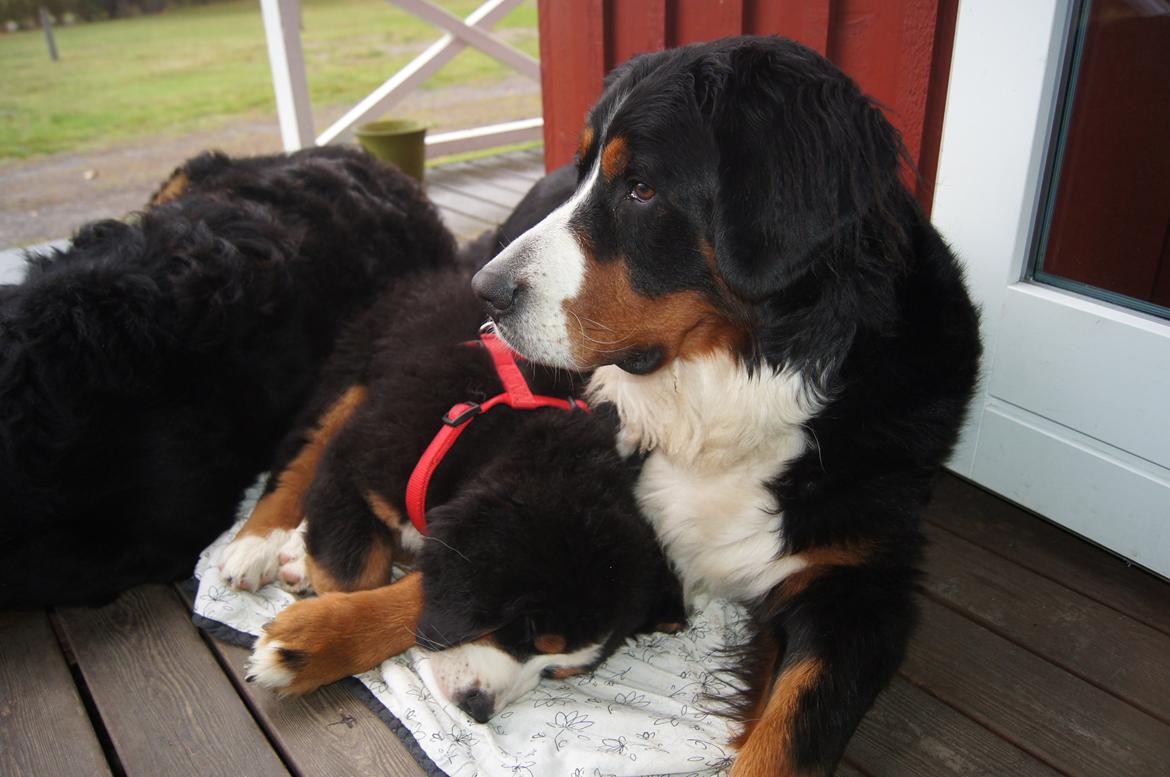 Berner sennenhund Bella - Bella der putter med sin hvalp Bianca på Bornholm billede 3