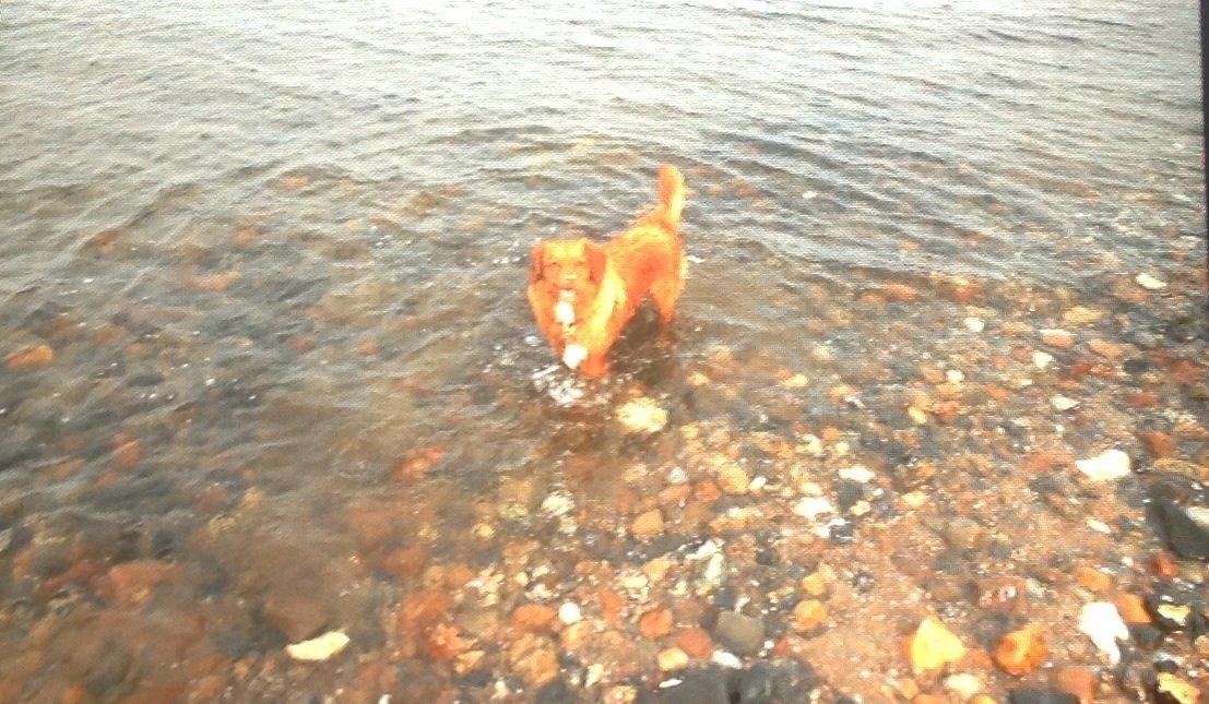 Nova scotia duck tolling retriever Millle billede 11