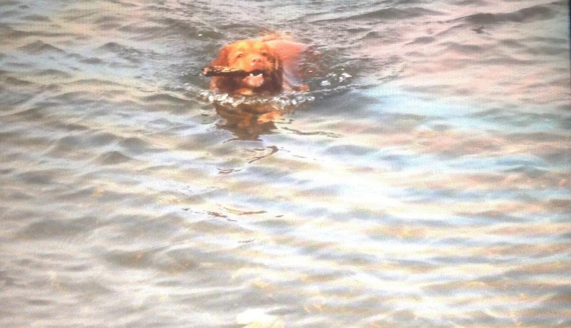 Nova scotia duck tolling retriever Millle billede 12