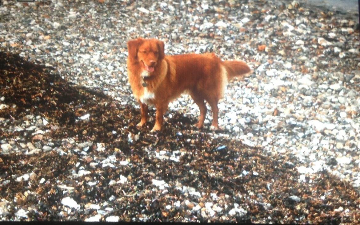 Nova scotia duck tolling retriever Millle billede 13