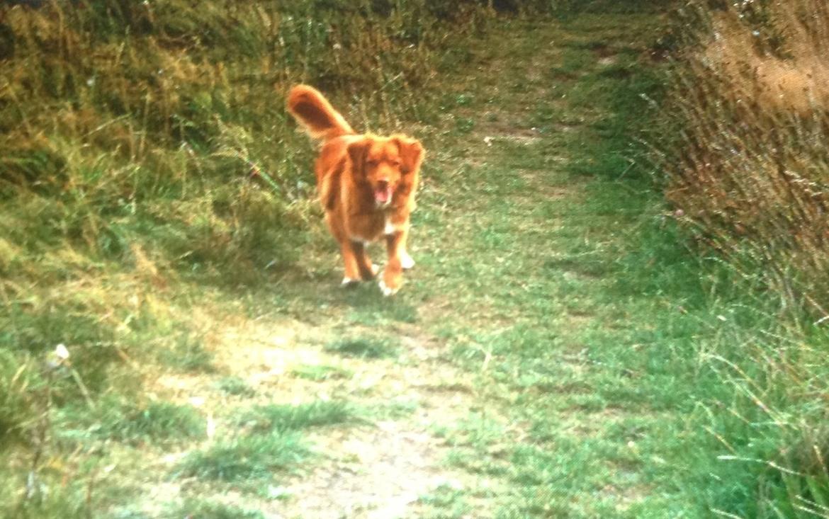 Nova scotia duck tolling retriever Millle billede 14
