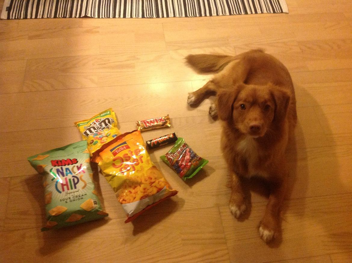 Nova scotia duck tolling retriever Millle billede 15