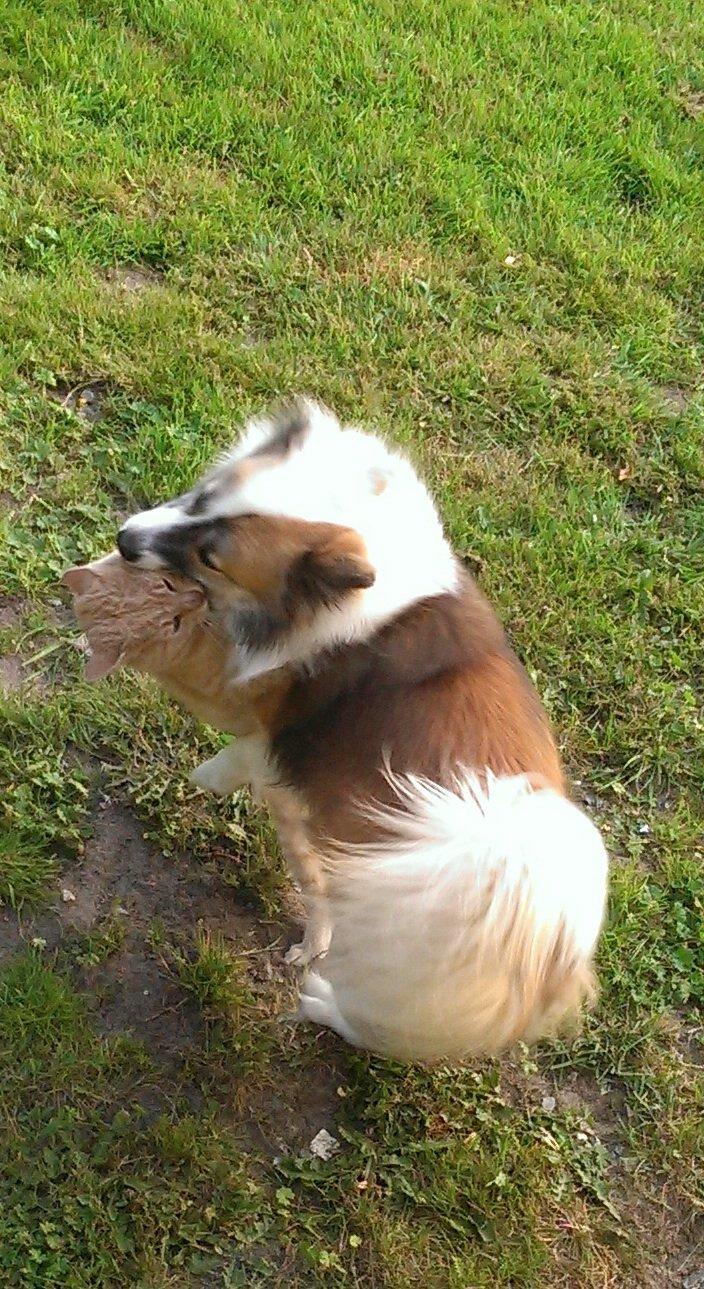 Islandsk fårehund Kenzo billede 10