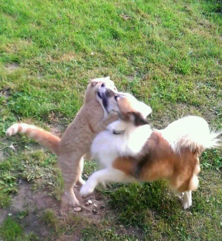 Islandsk fårehund Kenzo billede 3