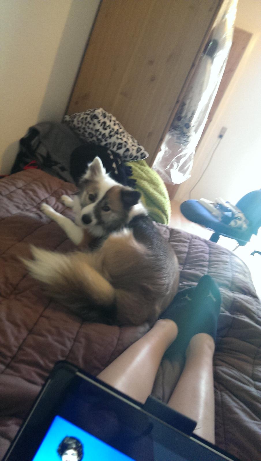 Islandsk fårehund Kenzo billede 11