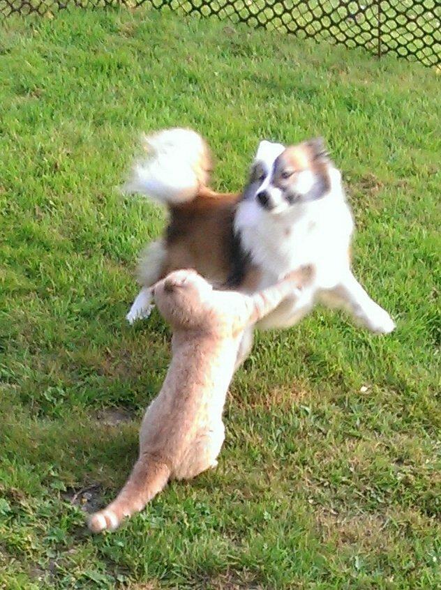 Islandsk fårehund Kenzo billede 12