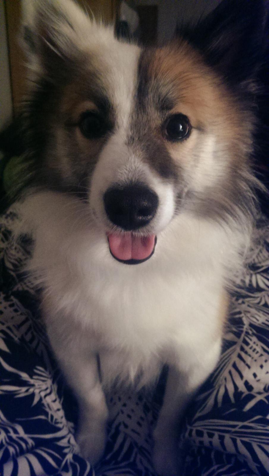 Islandsk fårehund Kenzo billede 14