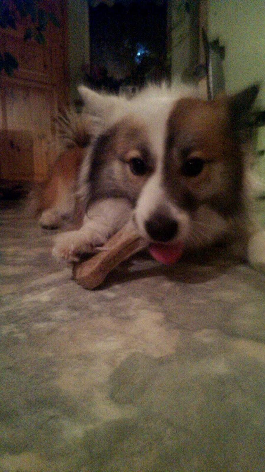 Islandsk fårehund Kenzo billede 15