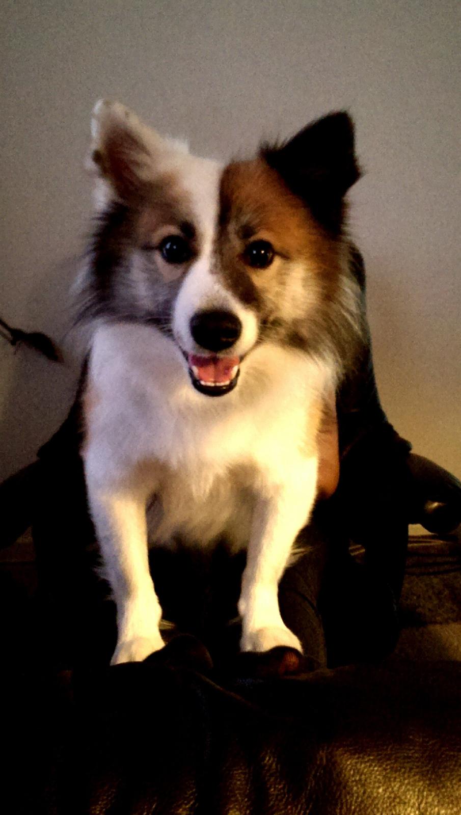 Islandsk fårehund Kenzo billede 16