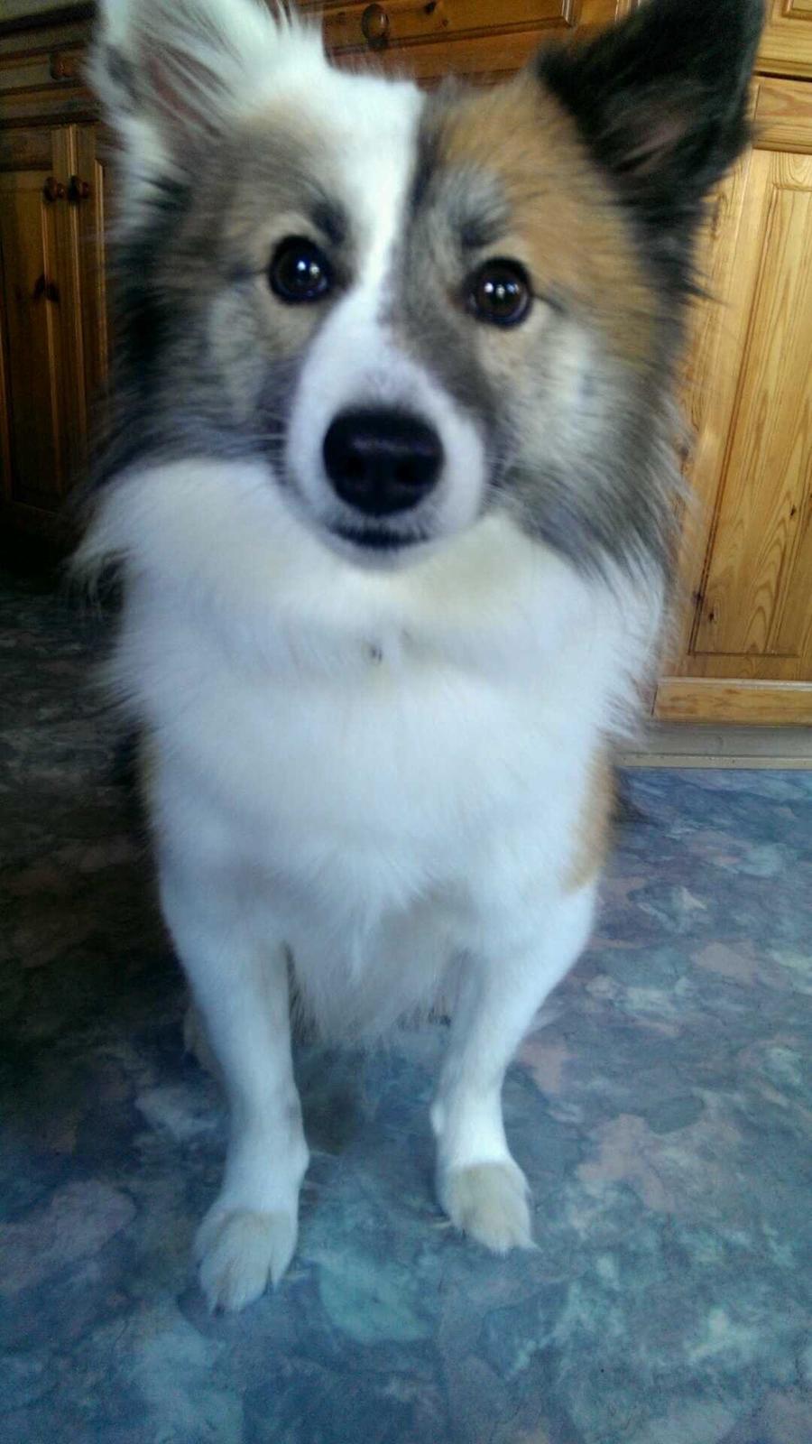 Islandsk fårehund Kenzo billede 18