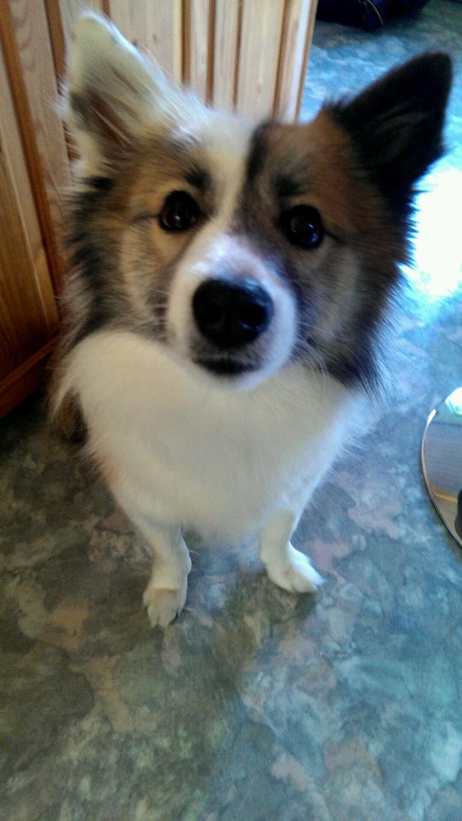 Islandsk fårehund Kenzo billede 19