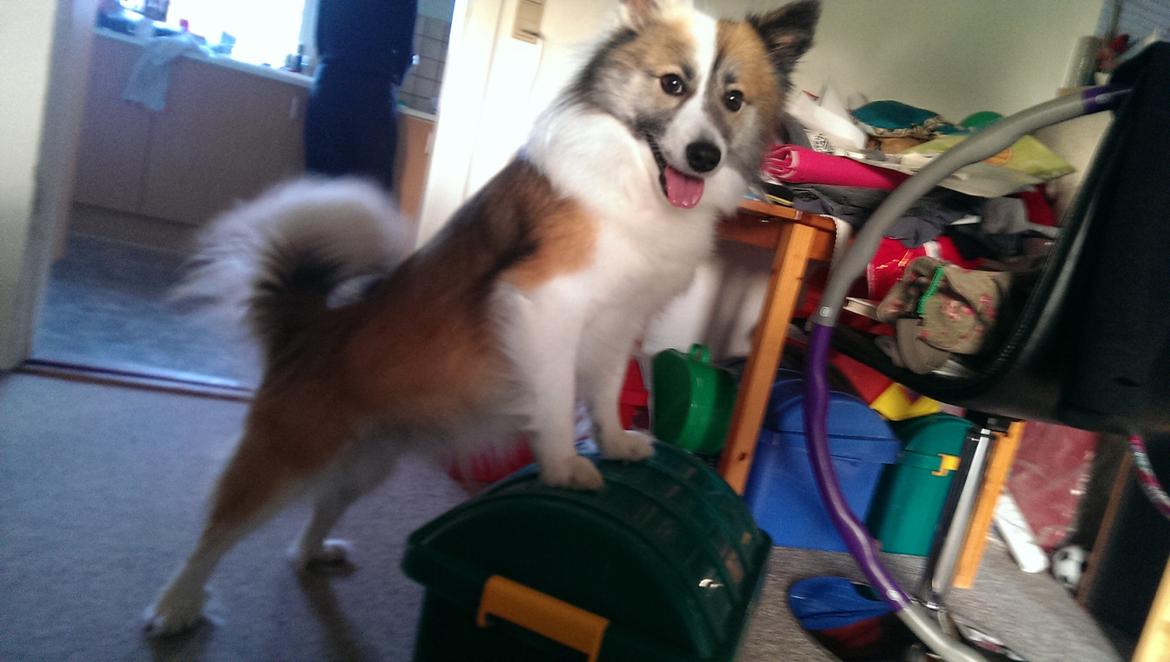 Islandsk fårehund Kenzo billede 20