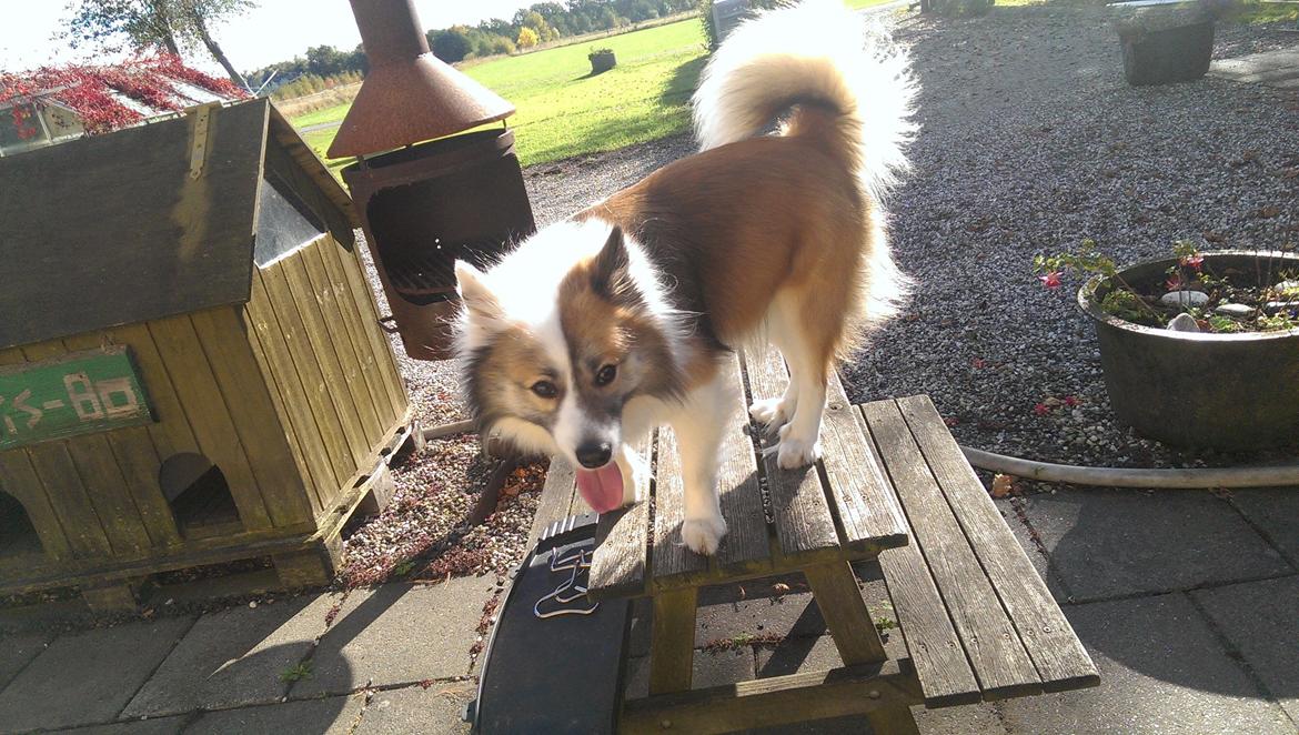 Islandsk fårehund Kenzo billede 7