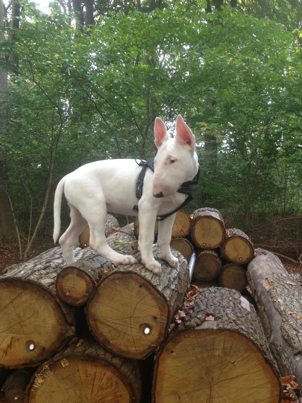 Bullterrier Sode's Sejr  billede 26