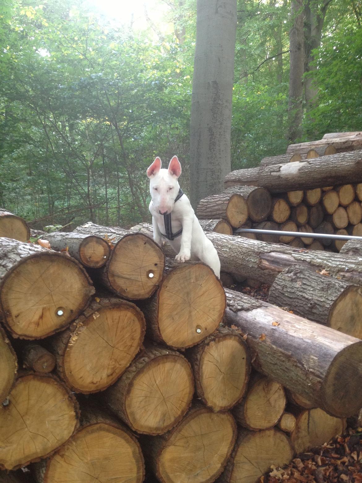 Bullterrier Sode's Sejr  billede 27