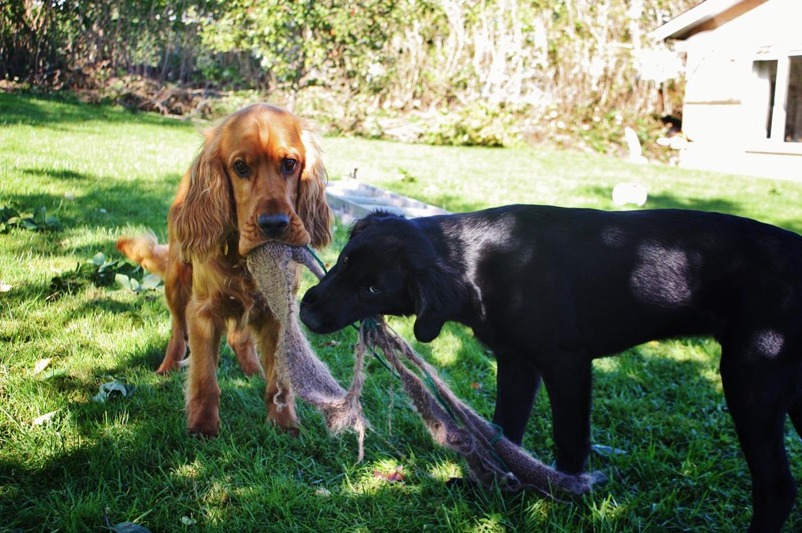 Blanding af racer Sia - Sia og Basse billede 7