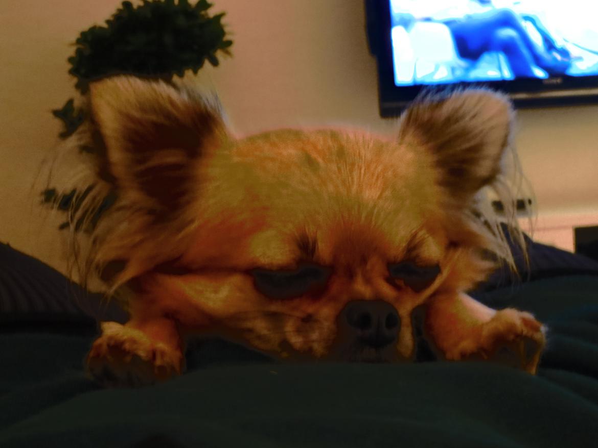 Chihuahua Gipsy billede 2