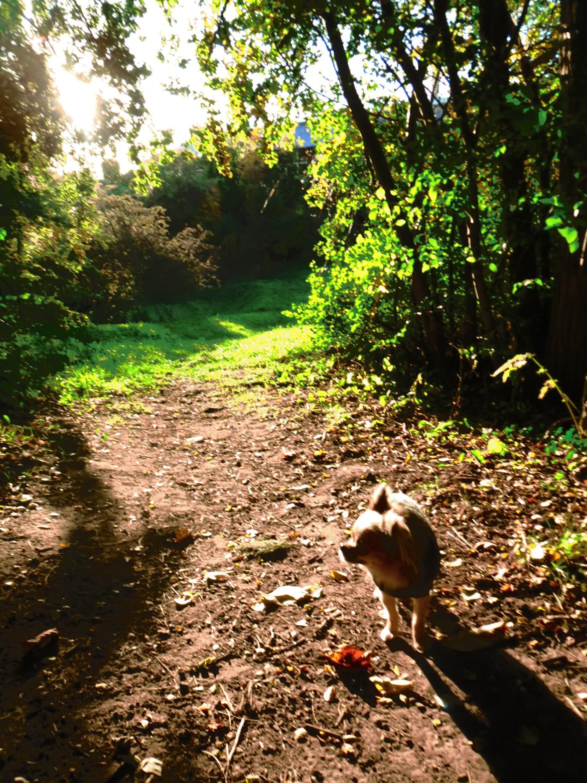 Chihuahua Gipsy billede 19