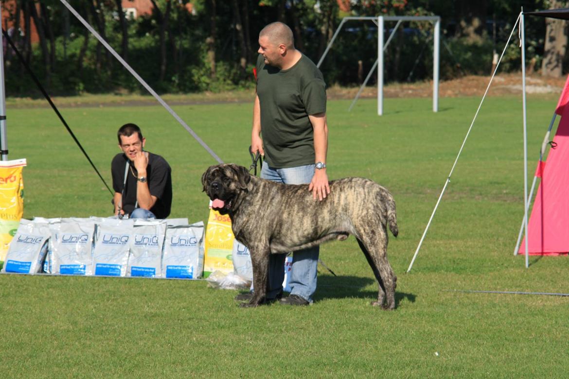 Mastiff Kadija Create Nelson billede 6