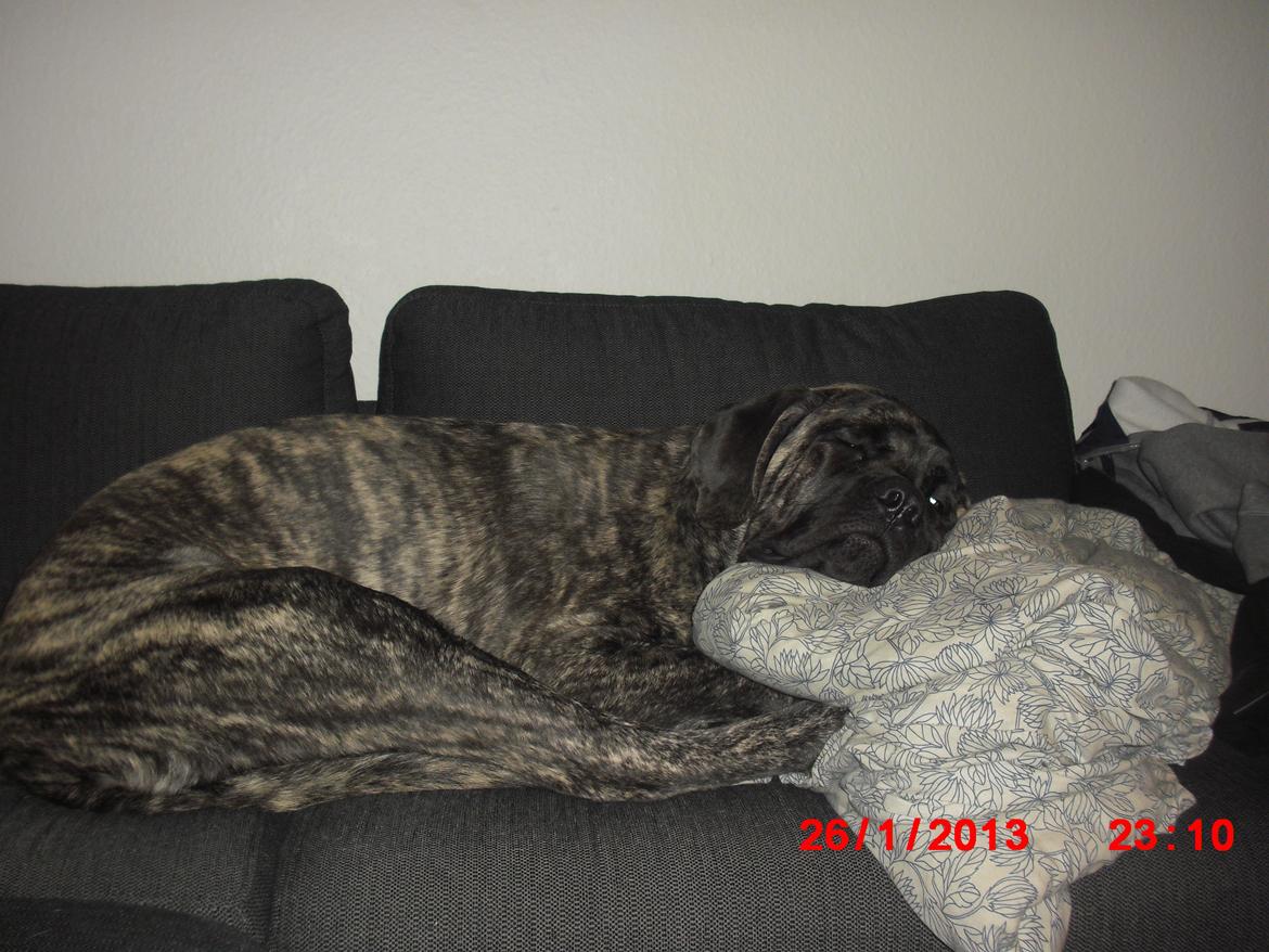 Mastiff Kadija Create Nelson billede 3