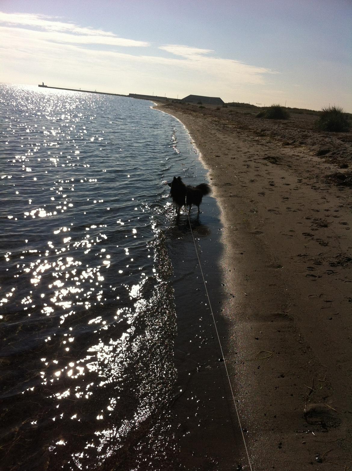 Shetland sheepdog Jessie - Amager strand billede 28