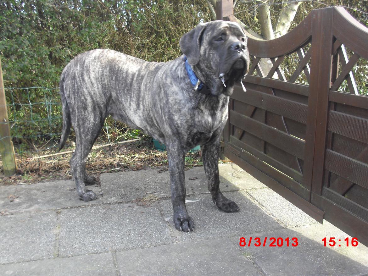 Mastiff Kadija Create Nelson billede 4