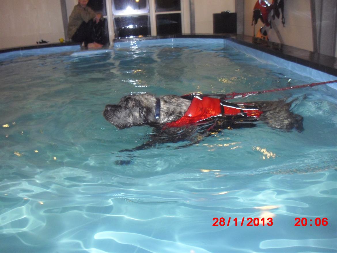 Mastiff Kadija Create Nelson billede 5