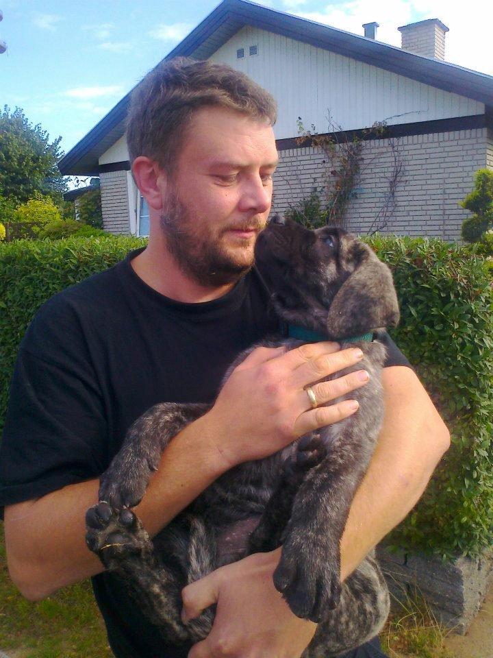 Mastiff Kadija Create Nelson billede 1