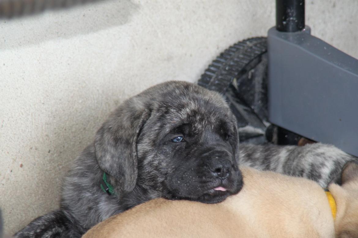 Mastiff Kadija Create Nelson billede 2