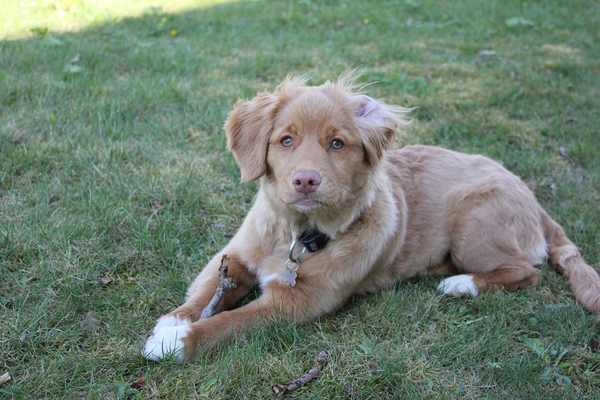 Nova scotia duck tolling retriever Mika "Himmelhund"  billede 39